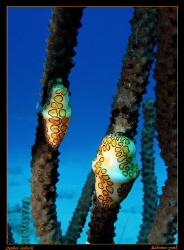 Pair of Flamingo Tongues.  Canon G7, Sea and Sea Ys27DX by Stephen Holinski 